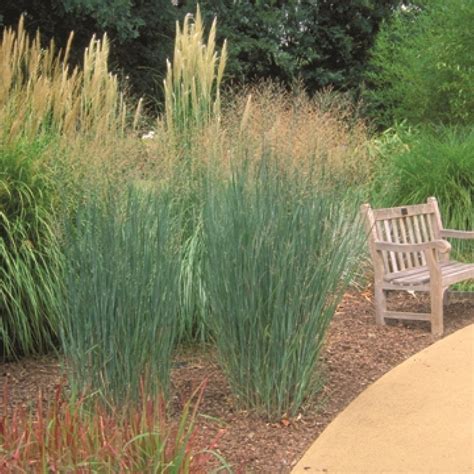 panicum house heavy metal|panicum virgatum heavy metal spacing.